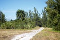 Old dirt road in florida wilderness