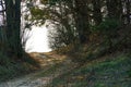 An old dirt road in the forest. Colorful landscape of multicolored trees during sunset against the sky background. Nature forest Royalty Free Stock Photo