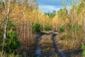 An old dirt road in the forest. Colorful landscape of multicolored trees during sunset against the sky background. Nature forest Royalty Free Stock Photo