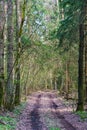 An old dirt road in the forest. Colorful landscape of multicolored trees during sunset against the sky background. Nature forest Royalty Free Stock Photo