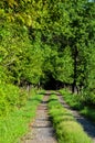 One lane dirt road leading into the woods. Royalty Free Stock Photo