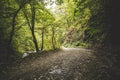 Road through the misty woods Royalty Free Stock Photo