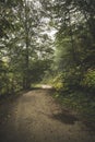 Road through the misty woods Royalty Free Stock Photo