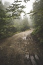 Road through the misty woods Royalty Free Stock Photo