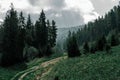 Old dirt road overgrown with grass among tall coniferous trees in forest, mountainside overgrown with trees and cloudy Royalty Free Stock Photo