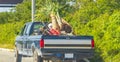 Old dirty american pick up truck car with palm trees on truck bed Royalty Free Stock Photo