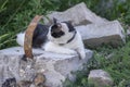 Old dirty black and white cat with collar lying in the building ruins, lazy relaxing time