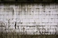 Old dirty brick wall Royalty Free Stock Photo