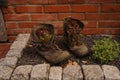 Flower garden in the form of old shoes