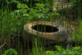 An old dirty discarded car tire lies in a swamp