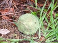 An old dirty rough faded green tennis ball on the ground Royalty Free Stock Photo