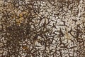 Old dirty rusted grungy flaked and cracked paint on rusted metal for background or text clipping mask Royalty Free Stock Photo