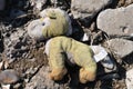 old dirty stuffed toy horse on the ground close up