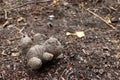 Old dirty teddy bear neglected on the ground soil. Royalty Free Stock Photo