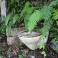 Old and dirty toilet in green tropical grass.