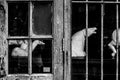 Old dirty Window of an abandoned house with focus on smashed pane Royalty Free Stock Photo