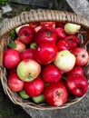 Old, dirty woven basket full of red appples in the autumn Royalty Free Stock Photo