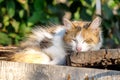 The old discarded furniture sleeping tricolor cat