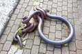 Old disused metal mooring ring at a dockside Royalty Free Stock Photo