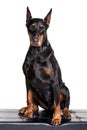 Old doberman dog female sitting on white background front view. Royalty Free Stock Photo