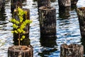 dock pilings on a lake