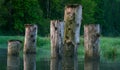 Old Dock Remnants Along Mud Bay And McLain Creek, Olympia Washington