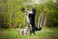 Old dog border collie and puppy playing Royalty Free Stock Photo