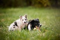 Old dog border collie and puppy playing Royalty Free Stock Photo
