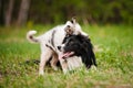 Old dog border collie and puppy playing Royalty Free Stock Photo