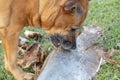 Old Dog Chewing A Palm Tree Branch Royalty Free Stock Photo