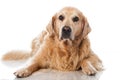 Old dog Royalty Free Stock Photo