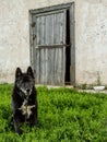 Old dog guarding his house door Royalty Free Stock Photo