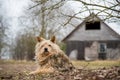 Old dog guards old house in the village Royalty Free Stock Photo