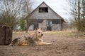 Old dog guards old house in the village Royalty Free Stock Photo
