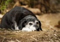 Old dog having a rest Royalty Free Stock Photo