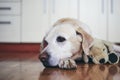 Old dog in home kitchen Royalty Free Stock Photo