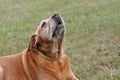 Old dog howling Royalty Free Stock Photo