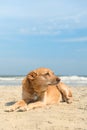 Old dog laying at the beach Royalty Free Stock Photo