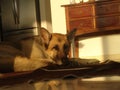 Old dog laying down, tired on the floor in a living room in front of a fridge on a rug