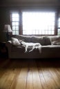 Old Dog on Living Room Sofa