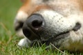 Old dog nose Royalty Free Stock Photo