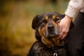 Old dog. Rottweiler, guard dog