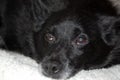 Old dog`s greying face and cataracts in eyes. Schipperke. Royalty Free Stock Photo