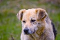 An old dog with a sad look Royalty Free Stock Photo