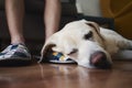 Old dog sleeping on leg his owner Royalty Free Stock Photo