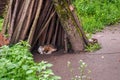 An old dog sleeps under the tree in the courtyard