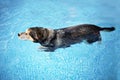 Old Dog Swimming in Backyard Swimming Pool for Exercise and Rehabilitation from an Injury Royalty Free Stock Photo