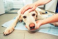 Old dog in veterinary clinic Royalty Free Stock Photo