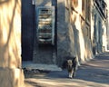 An old dog walks along an old street, an old mailbox hangs on an old house