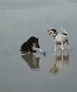 Old Dogs Reflection